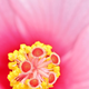 Illustration for article titled 58 Giant Close-Ups Of Plants
